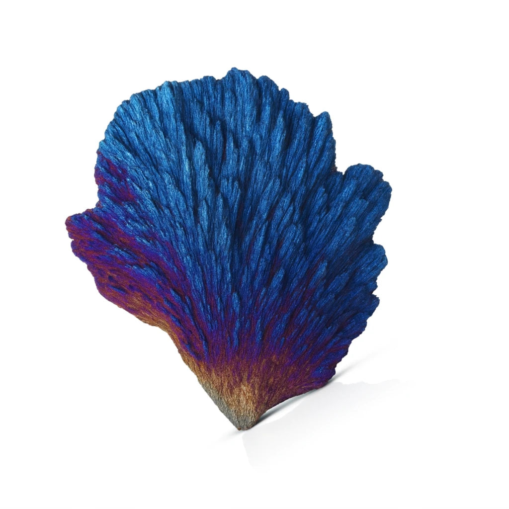 Blue and purple coral-like structure on a white background